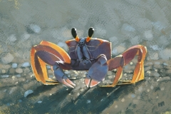 Fiddler Crab