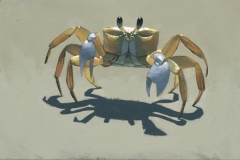 Ghost Crab